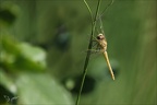 Sympetrum meridionale 22.08.25-0008