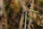 Sympetrum meridionale 22.08.25-0005