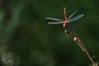 Sympetrum sanguineum 05.08.25-0005