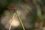 Sympetrum sanguineum 05.08.25-0007