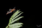 Sympetrum sanguineum 05.08.25-0001