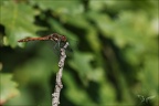 Sympetrum striolatum 22.08.25-0006