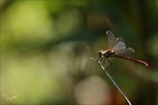 Sympetrum striolatum 22.08.25-0009