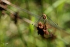 Sympetrum striolatum 22.08.25-0004
