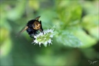 Tachina grossa 17.08.25-0003