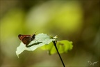 La sylvaine 31.08.25-0004 (2402 visits) La sylvaine 31.08.25-0004