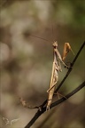 Mantis religiosa 05.09.25-0001de (2473 visits) Mantis religiosa 05.09.25-0001de