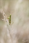 Mantis religiosa 11.09.25-0006 (2447 visits) Mantis religiosa 11.09.25-0006