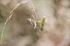Mantis religiosa 11.09.25-0007de (2486 visits) Mantis religiosa 11.09.25-0007de