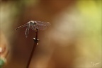 Sympetrum striolatum 29.08.25-0008