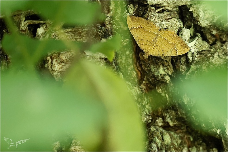 La brocatelle d'or 03.09.25-0001.jpg