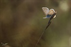 Azuré commu- polyommatus icarus02.09.25-0002 (2389 visits) Azuré commu- polyommatus icarus02.09.25-0002