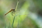 Sympetrum depressiusculum 12.09.25-0011