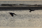 Mouette rieuse  28-09-25 40