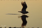 Mouette rieuse  28-09-25 23