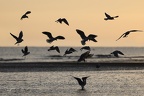 Mouette rieuse  28-09-25 48