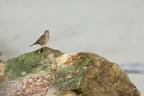 Pipit farlouse  27-09-25 04