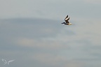 Sterne caugek  28-09-25 05