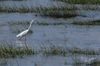 Grande aigrette  29-09-25 01