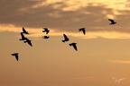 Pigeon bizet  30-09-25 01