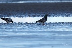 Pigeon bizet  30-09-25 04