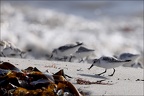 Bécasseaux sanderling  07-10-25 05
