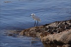Ile de Sein Aigrette et TPAC (9 visits) Ile de Sein Aigrette et TPAC