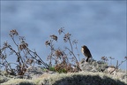Ile de Sein Rouge-gorge (10 visits) Ile de Sein Rouge-gorge