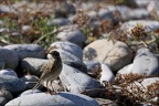 Ile de Sein pipit (10 visits) Ile de Sein pipit
