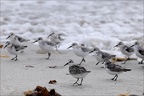Bécasseaux sanderling 18-10-25 52 (4 visits) Bécasseaux sanderling 18-10-25 52