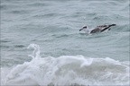 Mouette mélanocéphale 18-10-25 08 (4 visits) Mouette mélanocéphale 18-10-25 08