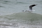 Mouette rieuse 18-10-25 05 (6 visits) Mouette rieuse 18-10-25 05