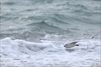 Mouette rieuse 18-10-25 17 (4 visits) Mouette rieuse 18-10-25 17