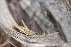 Le criquet des bromes 14.09.25-0002 Le criquet des bromes 14.09.25-0002