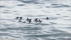 Bécasseaux sanderling  08-10-25 13