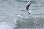 Mouette rieuse  18-10-25 14