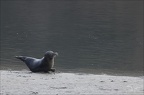 Phoque veau-marin 08-03-26 25 (1 visites) Phoque veau-marin 08-03-26 25