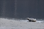 Phoque veau-marin 08-03-26 07 (1 visites) Phoque veau-marin 08-03-26 07