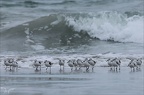 Bécasseu sanderling 16-03-26 26 (1323 visits) Bécasseu sanderling 16-03-26 26