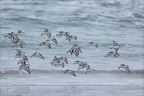 Bécasseu sanderling 16-03-26 07 (1285 visits) Bécasseu sanderling 16-03-26 07