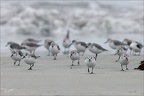 Bécasseu sanderling 16-03-26 36 (1281 visits) Bécasseu sanderling 16-03-26 36