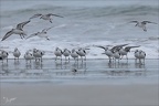 Bécasseu sanderling 16-03-26 44 (1314 visits) Bécasseu sanderling 16-03-26 44