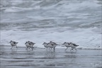 Bécasseu sanderling 16-03-26 51 (1323 visits) Bécasseu sanderling 16-03-26 51