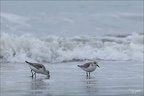 Bécasseu sanderling 16-03-26 88 (1289 visits) Bécasseu sanderling 16-03-26 88