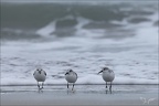 Bécasseu sanderling 16-03-26 99 (1312 visits) Bécasseu sanderling 16-03-26 99