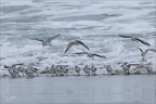 Bécasseu sanderling 16-03-26 96 (1306 visits) Bécasseu sanderling 16-03-26 96
