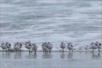 Bécasseu sanderling 16-03-26 97 (1288 visits) Bécasseu sanderling 16-03-26 97