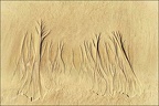 Forêt ensablée (1280 visits) Forêt ensablée