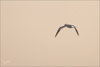 Fous de bassan 20-03-26 11 (1228 visits) Fous de bassan 20-03-26 11