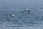 Goélands 20-03-26 05 (1242 visits) Goélands 20-03-26 05